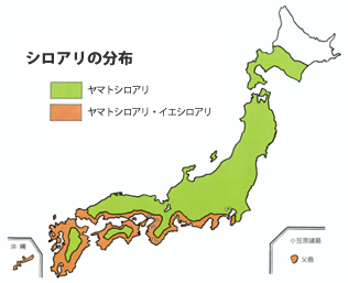 新潟県に生息する「ヤマトシロアリ」